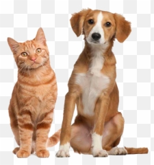 How To Make Animals High - Fiving Each Other Paintnet Emoji,Tabby Emojis Transparent