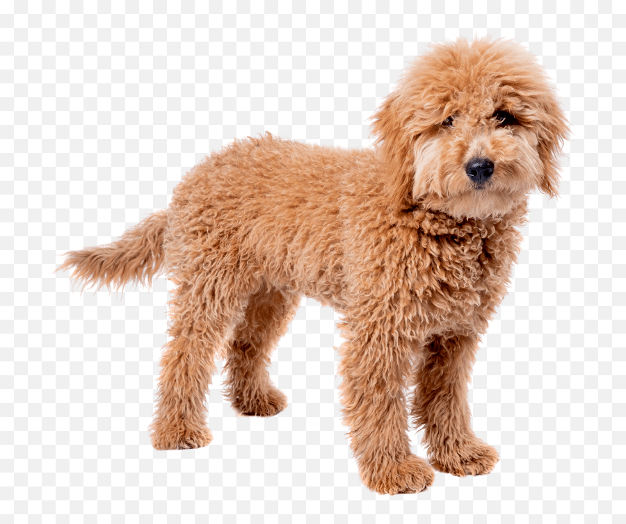 Dog Years For Small Dogs - Golden Doodle Emoji,Dog Emotion 50% Up