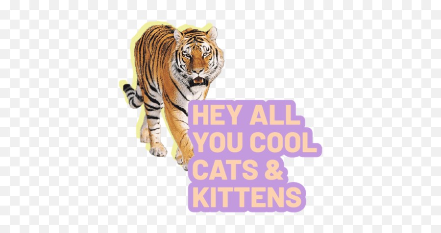 Tiger King - Bengal Tiger Emoji,Cute Tiger Emoji Transparent