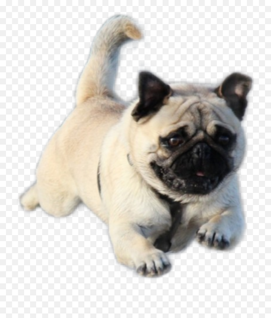 Perro Corriendo Sticker By Chuxa1664 - Dog Emoji,Emojis Corriendo
