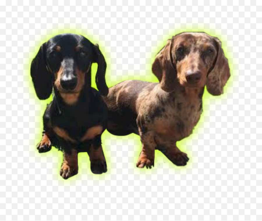 Daschund Daschunds Sticker - Dachshund Emoji,Daschund Emoji