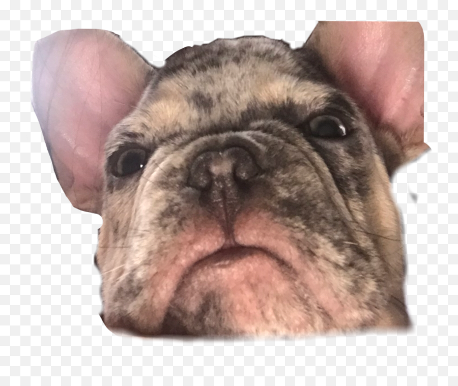 The Most Edited Cutiepatootie Picsart - Ugly Emoji,Dog With Ar Emojis