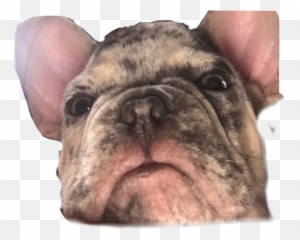 The Most Edited Cutiepatootie Picsart - Ugly Emoji,Dog With Ar Emojis
