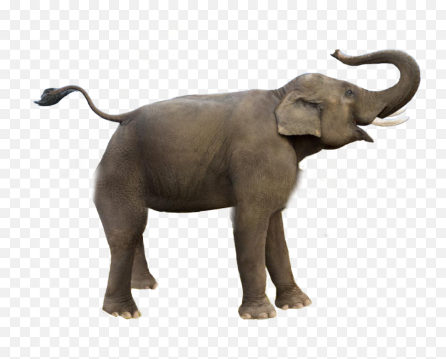 Animals Elephant Elephants Sticker - Elephant Run Png Emoji,Elephants Emoji
