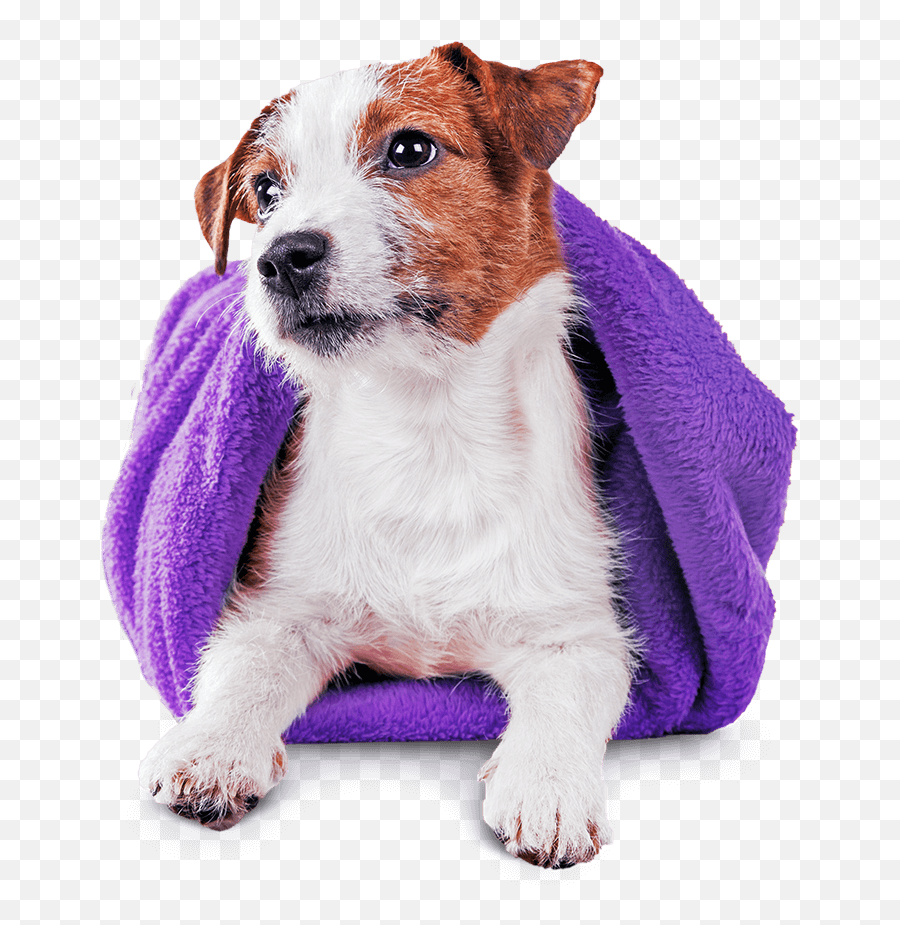 Dog Grooming In Charlotte Nc Charlotte - Matthews Dog Grooming Dog Bath Emoji,Inside Out Dog Emotions