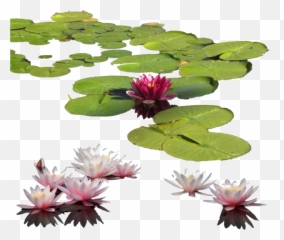 Lilypad Sticker - Water Lily Png Emoji,Lily Pad Emoji