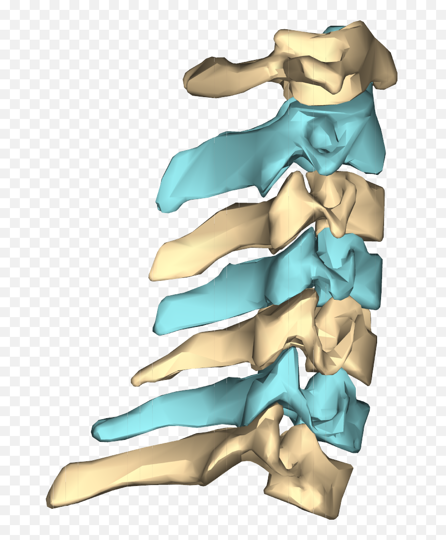 Cervical Vertebra Articular Pillars - Neck Bone Png Emoji,Polio Emoji