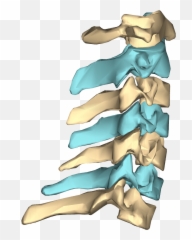 Cervical Vertebra Articular Pillars - Neck Bone Png Emoji,Polio Emoji