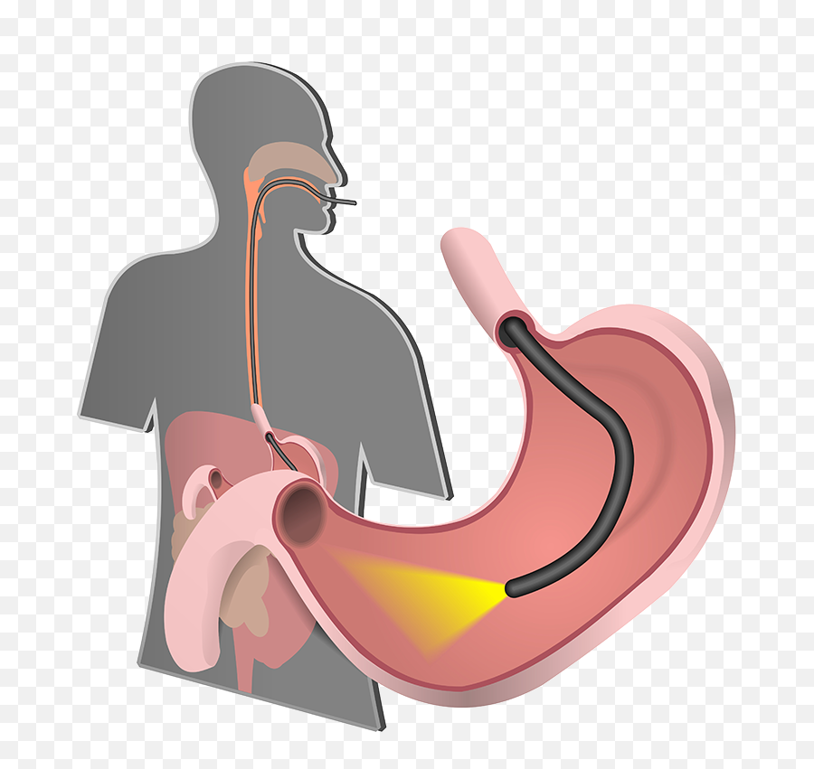 Kidney Pancreas Transplant Emoji,Emotions Spleen Pancreas