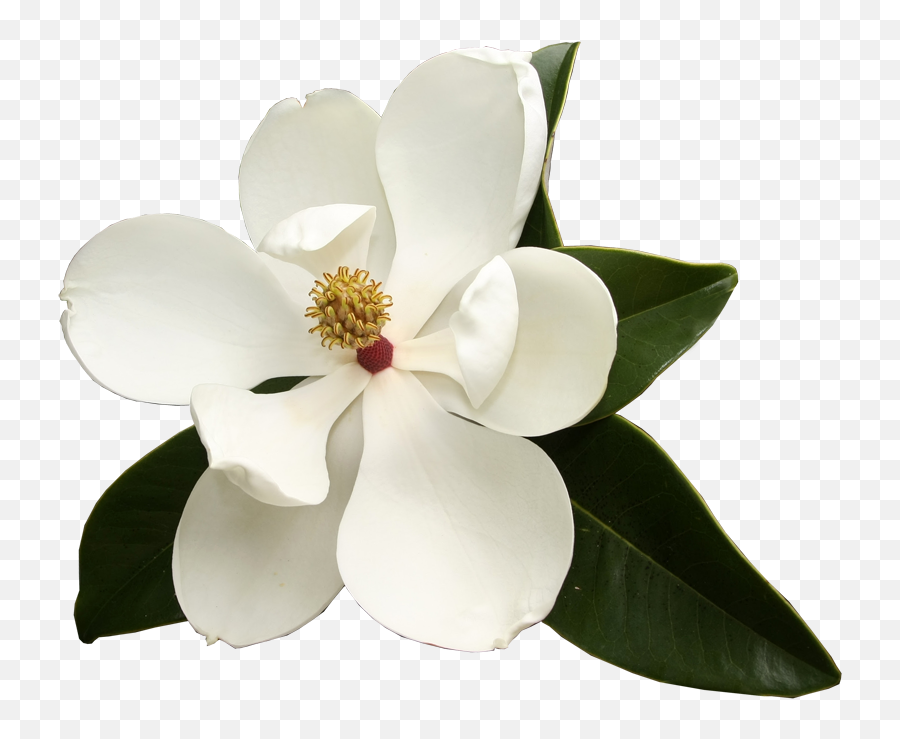 Magnolia Flower Png - Southern Magnolia Virginia Sweetspire Southern Magnolia Flower No Background Emoji,Magnolia Emoji