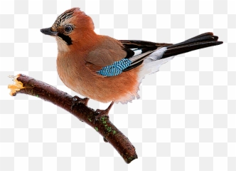 Emotional Freedom - Gif Of Bird Emoji,Tapping Points Meridians And Emotions