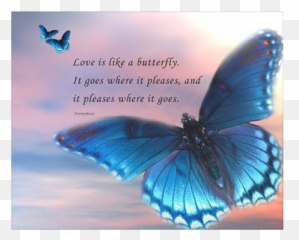 Butterfly Poems - Butterfly Poster Quote Emoji,Rumi Quotes About Emotion