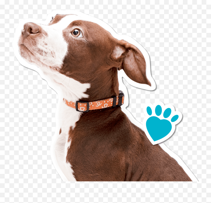 Home Indyhumane - Martingale Emoji,Terrace House Male Emotion