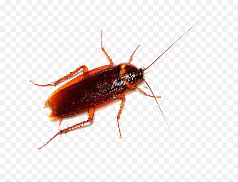 Arizona Organic Pest Termite Control Emoji,Facebook Cockroach Emoticon