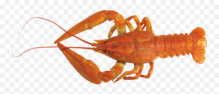 Lobster Png Images Emoji,Lobster Emojii