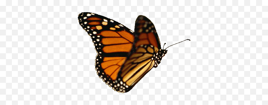 Monarch Butterflies Emoji,Butterfly Emoji Meaning