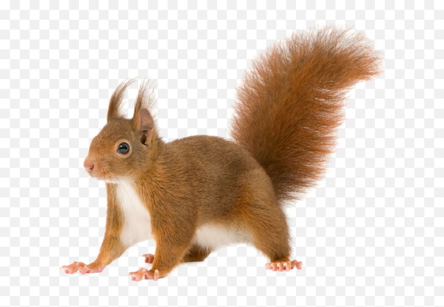 Squirrel - Clip Art Squirrel Transparent Emoji,Red Squirrel Emoji