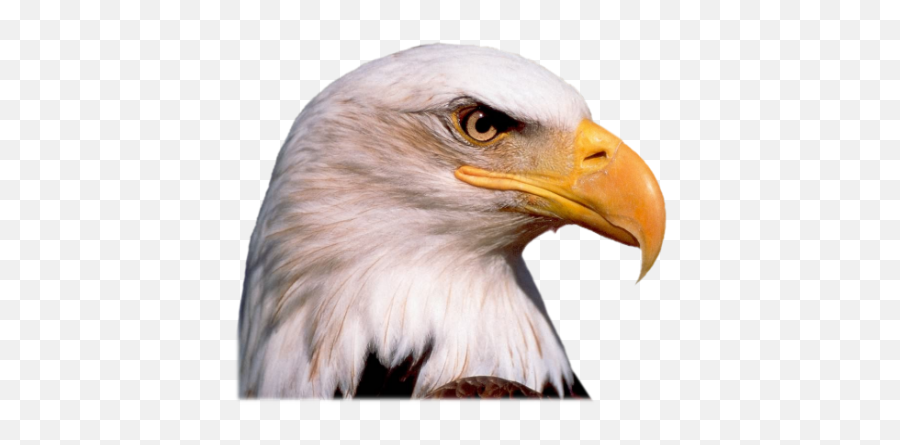 Eagle Head Png Image Free Download Resolution550x400 - Eagle Head Transparent Background Emoji,Is There An Eagle Emoji