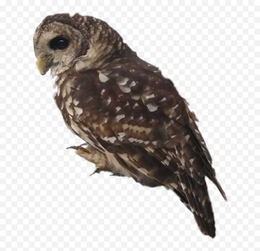Fteowl Myphoto Owl Bird Scowl Sticker By Blaze Bolt - Barred Owl Emoji,Scowl Emoji