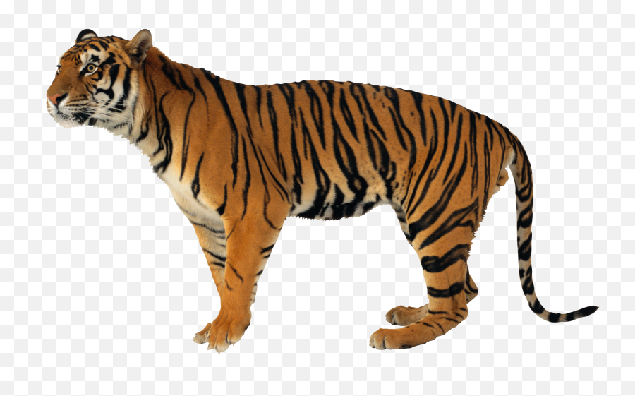 Never Scratch A Tiger With A Short Stick Watchdogs Blogs - Tiger Png Emoji,Cute Tiger Emoji Transparent