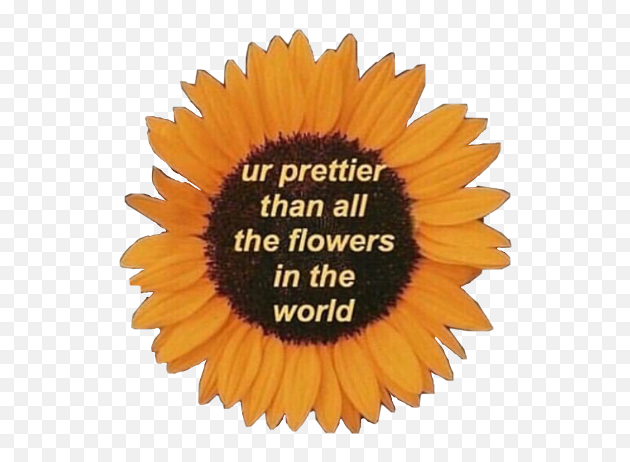 Sunflower Motivation Quotes Love Sticker By Muthia - Fresh Emoji,Emoji Backgrounds With Quotes