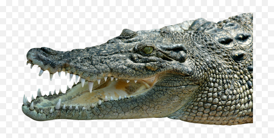 Saltwater Crocodile - Transparent Crocodile Png Emoji,Happy Crocodile Emoticon