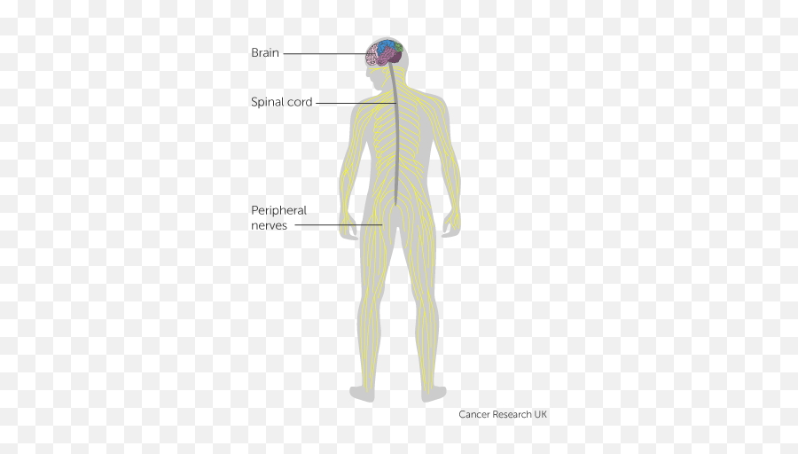 The Brain And Spinal Cord - Brain And Spinal Cord Emoji,Part Of The Brain Controls Emotion