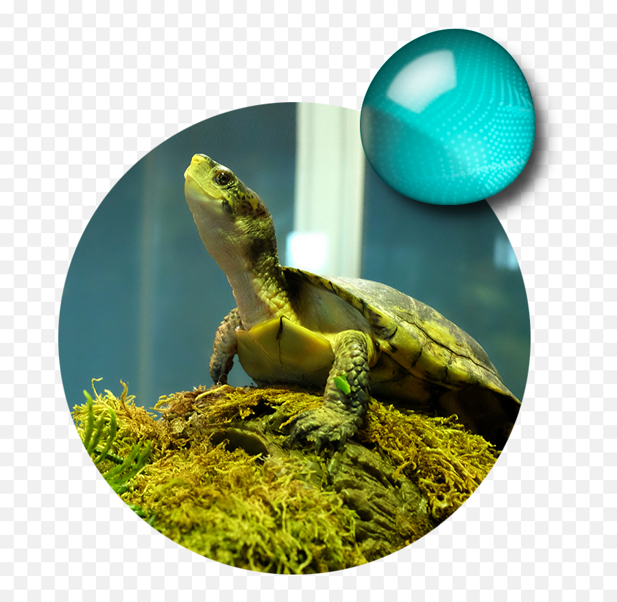 Explore - Aquarium Of The Bay Attractions Aquarium Of The Bay Tortoise Emoji,Brain Octopus Emotions