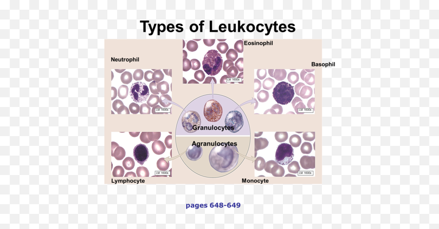 Chapter 17 Flashcards Quizlet - Thrombocytes Larger Than Leukocytes Emoji,Tears From Different Emotions Look Different Under An Electron Microscope