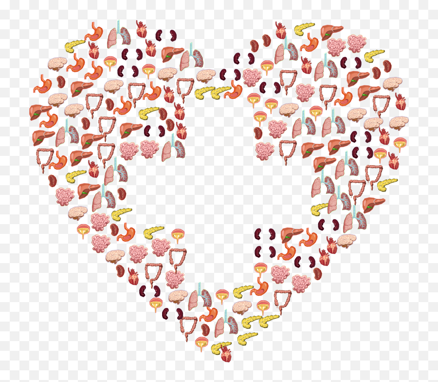Organs Of The Human Body - Anatomy Love Clipart Emoji,Pancreas Emojis