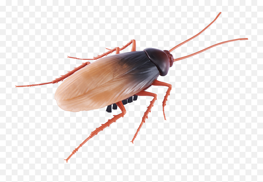 Robo Alive Crawling Cockroach Battery - Robo Alive Cockroach Emoji,Facebook Cockroach Emoticon