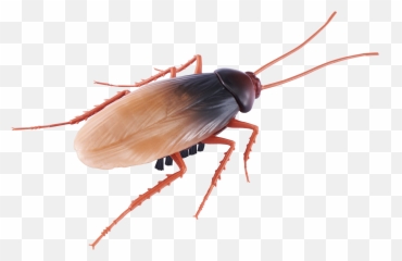 Robo Alive Crawling Cockroach Battery - Robo Alive Cockroach Emoji,Facebook Cockroach Emoticon