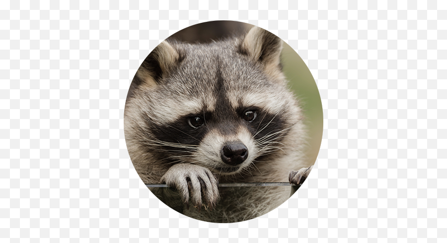 Active Wildlife Removal Tennesseeu0027s Most Effective Emoji,Raccoon Couple Emoji
