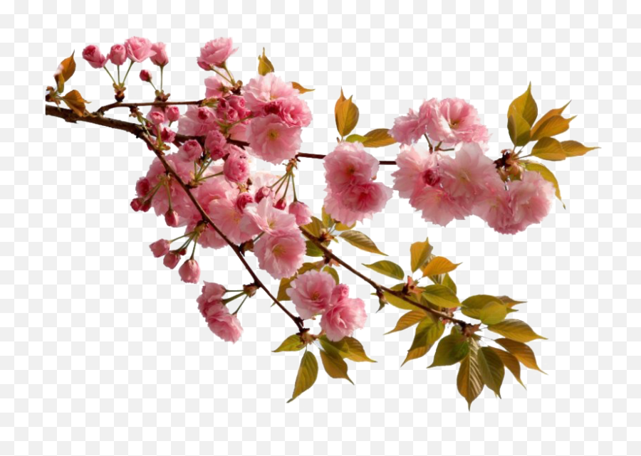 Chinese Flower Png Picture Png Mart Emoji,Pink Chinese Emojis Chinese Flower Png Picture Png Mart Emoji,Pink Chinese Emojis