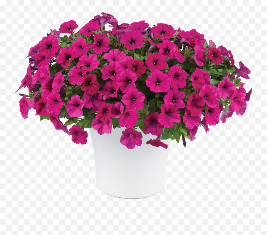 Burgundy - Petunia Capella Burgundy Emoji,Salvia Sallyfun Blue Emotion