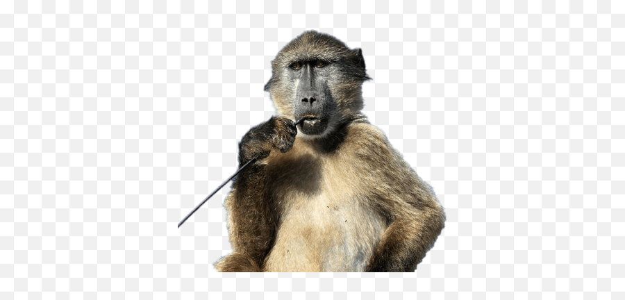 Search Results For Mouths Png Hereu0027s A Great List Of Mouths - Baboon Png Emoji,Monkey Cover Mouth Emoji