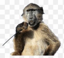 Search Results For Mouths Png Hereu0027s A Great List Of Mouths - Baboon Png Emoji,Monkey Cover Mouth Emoji
