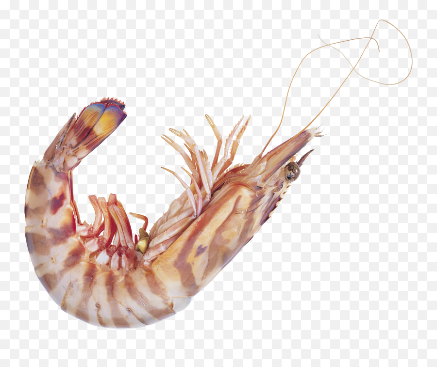Live Shrimp Png - Transparent Shrimp Transparent Cartoon Emoji,Shrimp Emoji