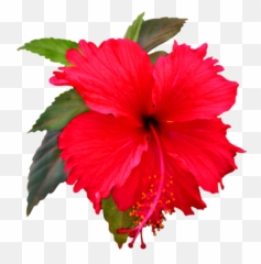 Hibiscus Flower Png Hibiscus Flower - Flower Clip Art Emoji,Hibiscus Emoji