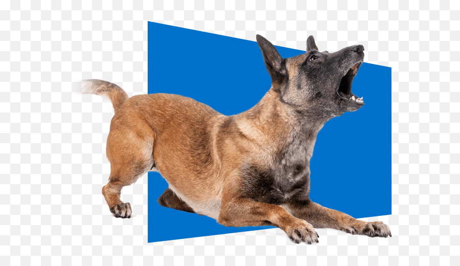 The Online Dog Trainer From Doggy Dan - Dog Barking White Background Emoji,Showing Emotion In Front Of Your Dog