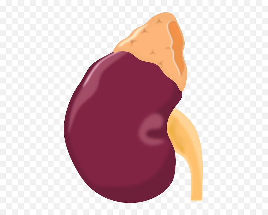 Rug - Adrenal Gland Cartoon Transparent Emoji,Emoji For Pelvis