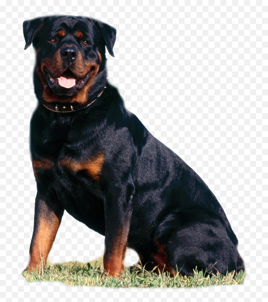 Vicious Dogs Png - World Top 5 Dangerous Dog Emoji,Rottweiler Emoji