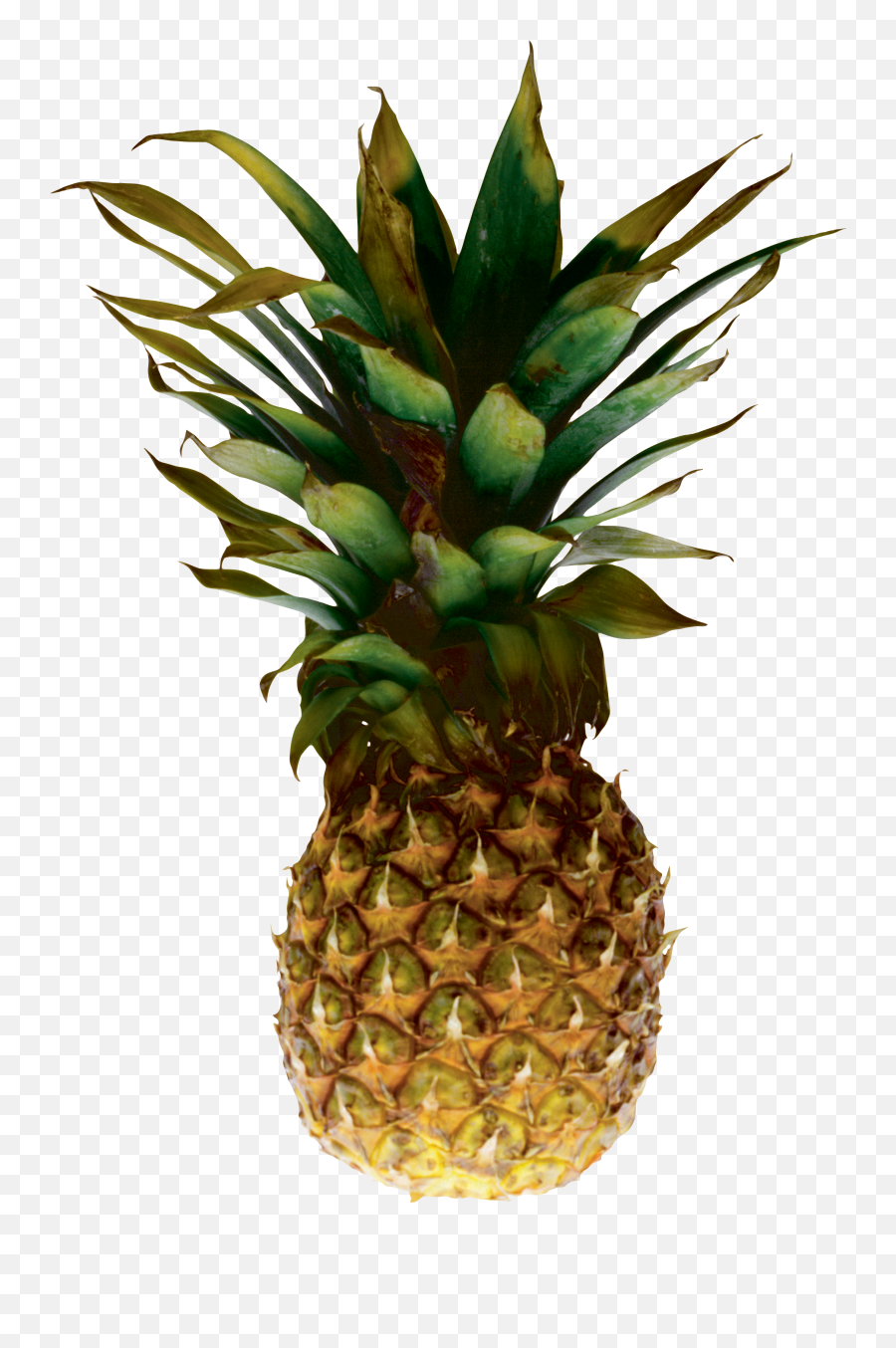 Pineapple Png Image Free Download - Pineapple With Transparent Background Emoji,Pineapple Emoji