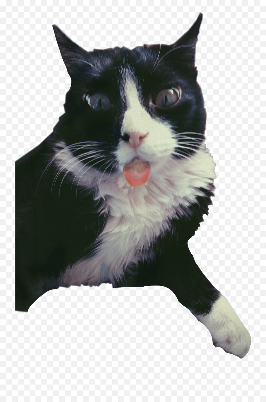 The Most Edited Braindead Picsart - Domestic Cat Emoji,Braindead Emojis