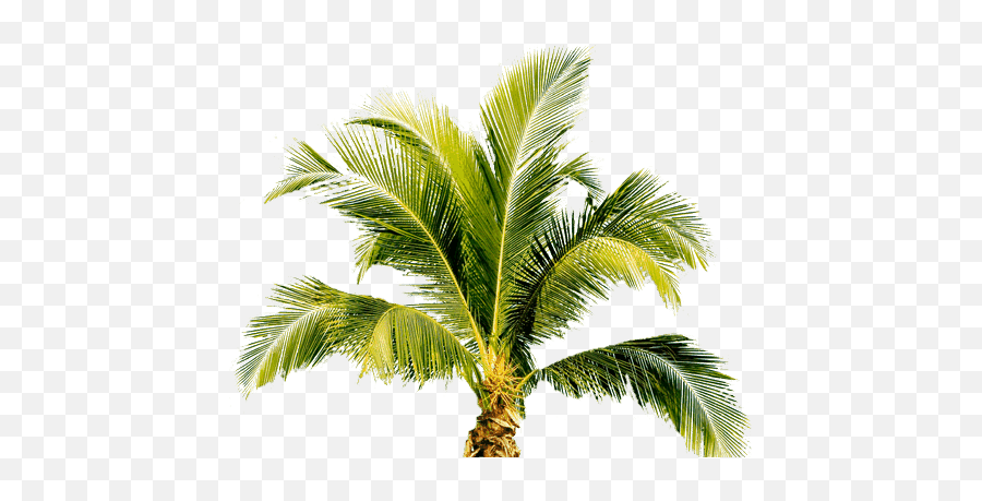 Free Png Images - Dlpngcom Small Coconut Tree Png Emoji,Foghorn Leghorn Emoticon