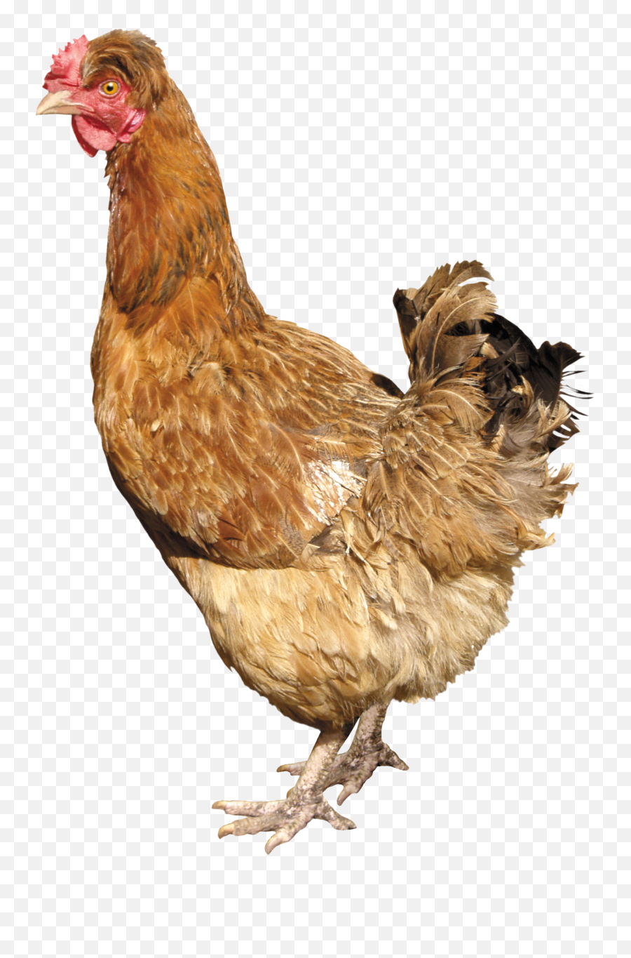 22 Chicken Icon Png - Kemprot Blog Transparent Background Chicken Transparent Emoji,Rooster + Chicken Leg Emoji
