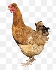 22 Chicken Icon Png - Kemprot Blog Transparent Background Chicken Transparent Emoji,Rooster + Chicken Leg Emoji