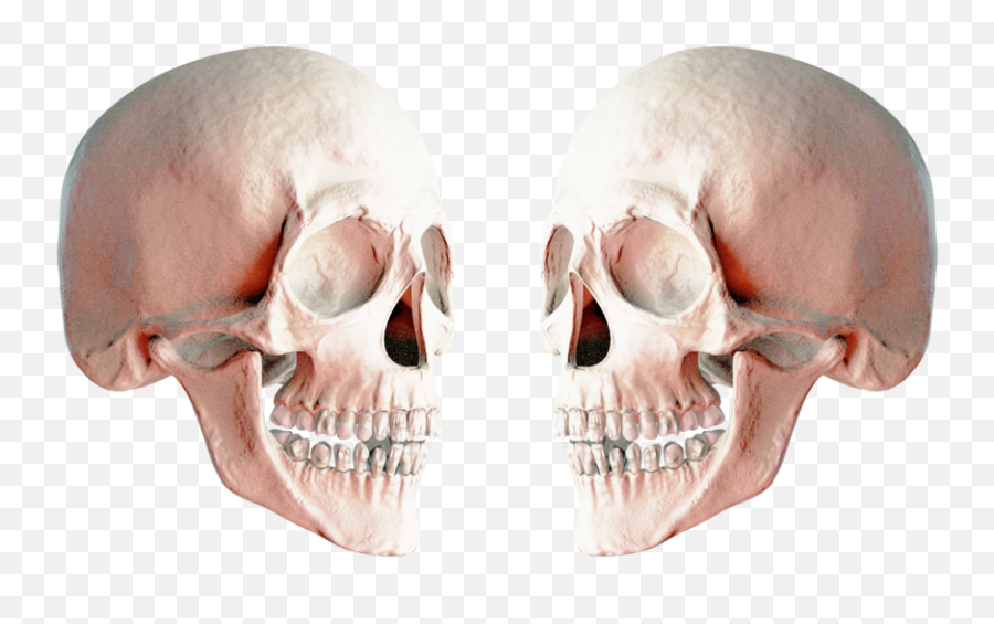 Skeleton - 2 Skulls Png Emoji,2 Skull Emoji