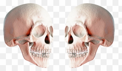 Skeleton - 2 Skulls Png Emoji,2 Skull Emoji