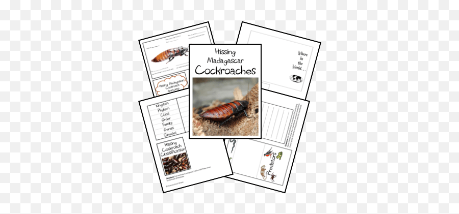 Hissing Cockroach Lapbook - Parasitism Emoji,Facebook Cockroach Emoticon
